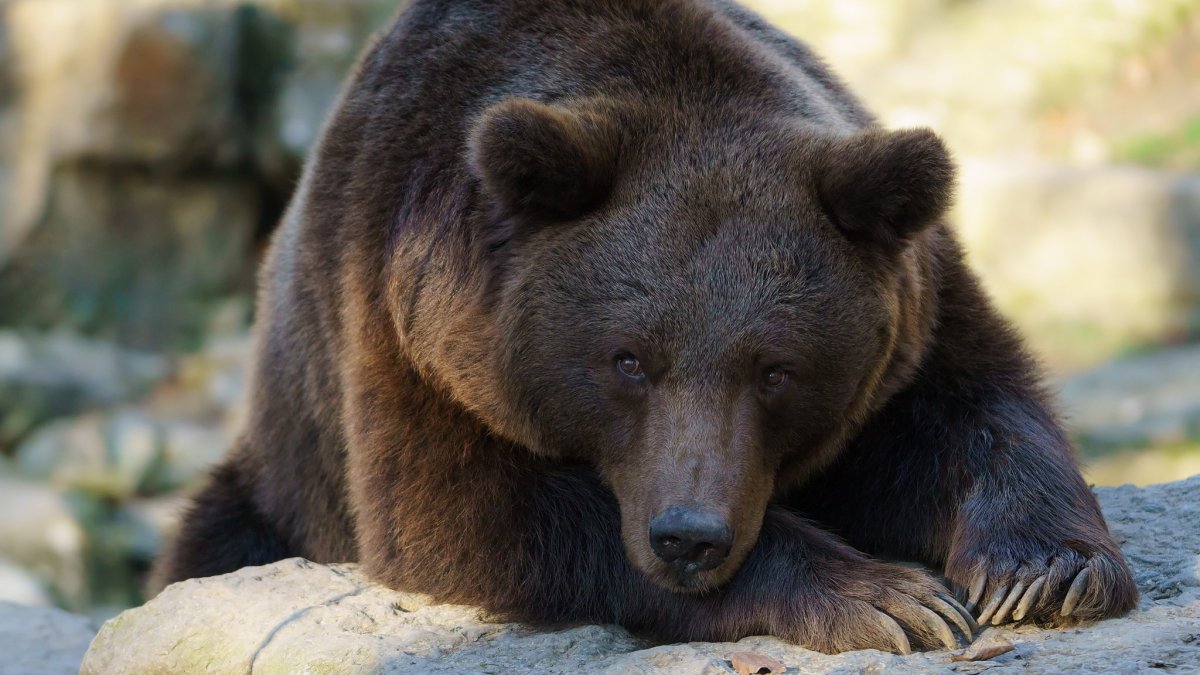 Бурый медведь