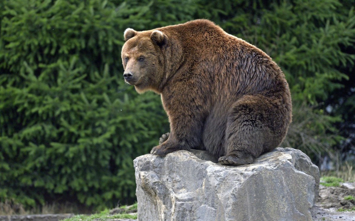 Калифорнийский бурый медведь