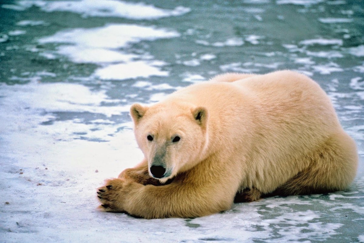Разные медведи