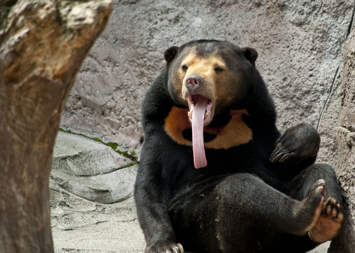 Бируанг или малайский медведь