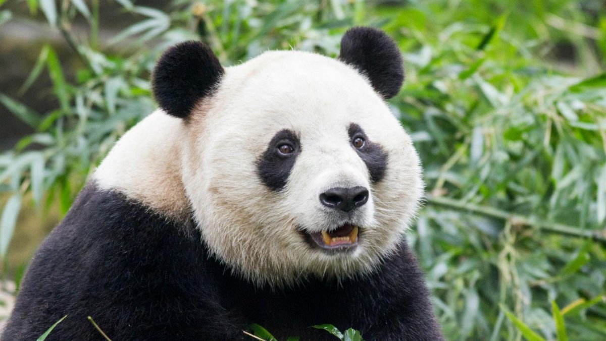 Разные медведи