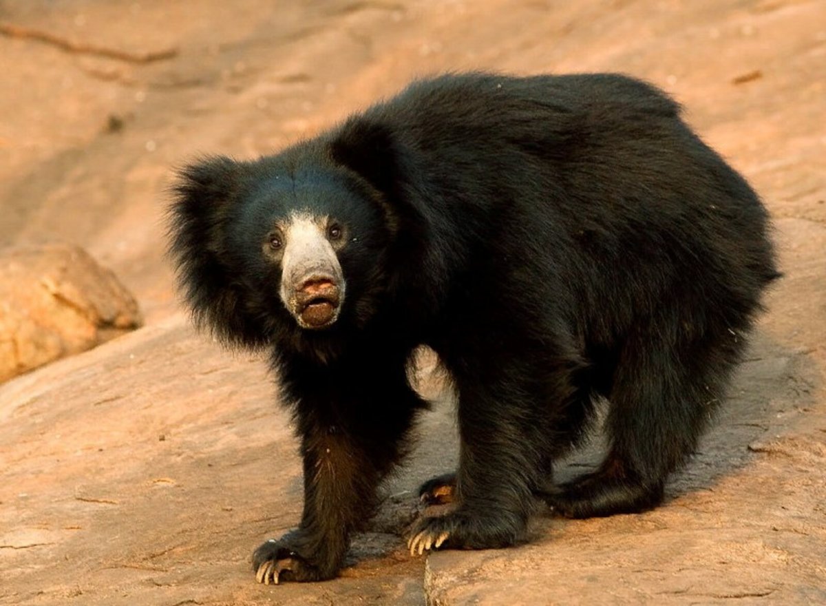 Медведь губач