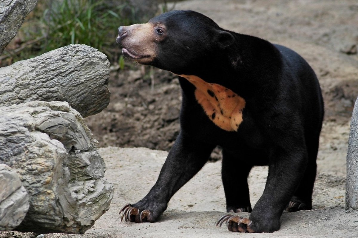 Малайский медведь губач