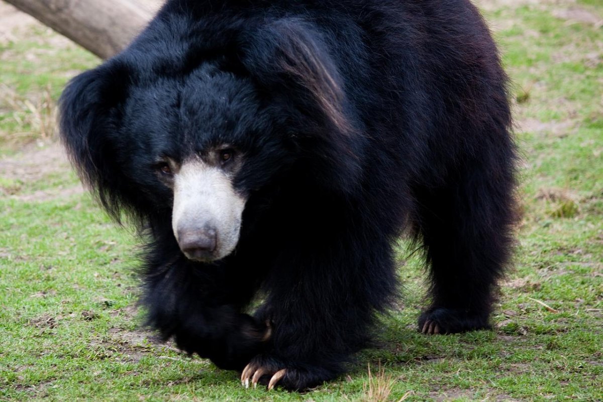 Медведь-губач (melursusursinus)