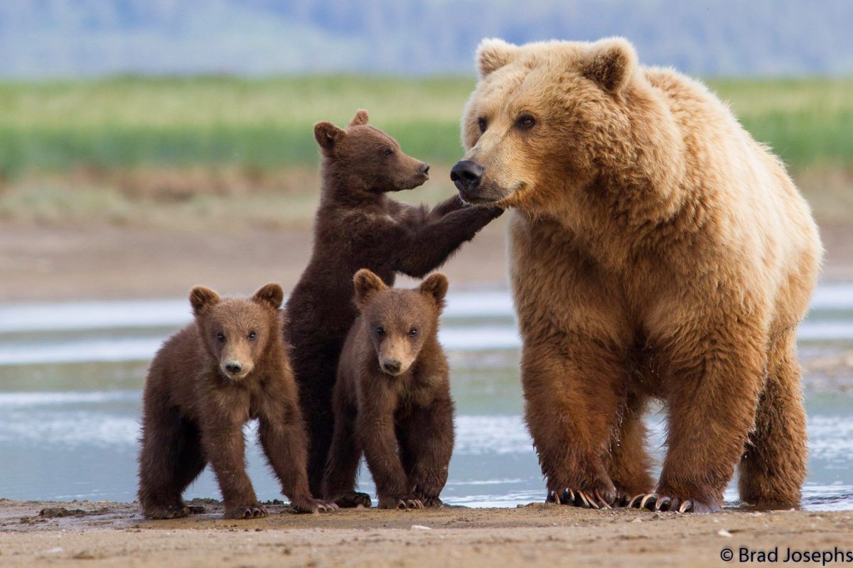 Гризли и бурый медведь