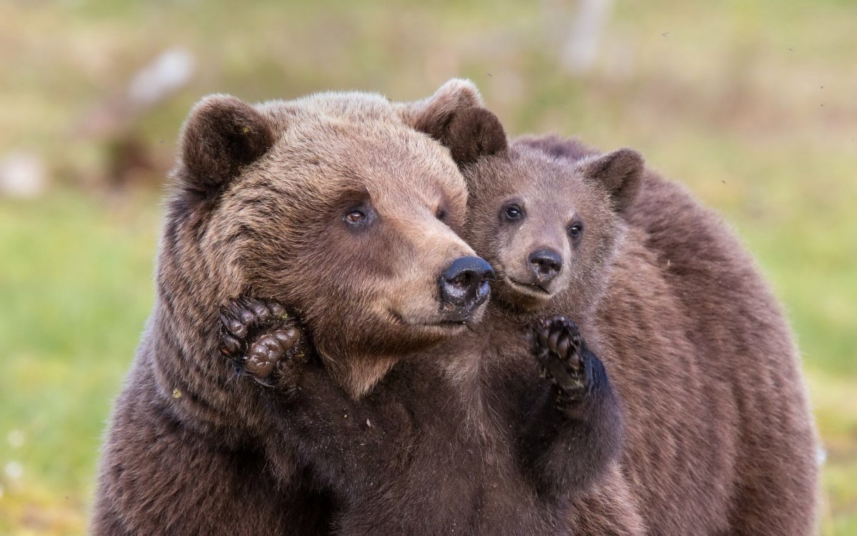 Бурый медведь с медвежатами