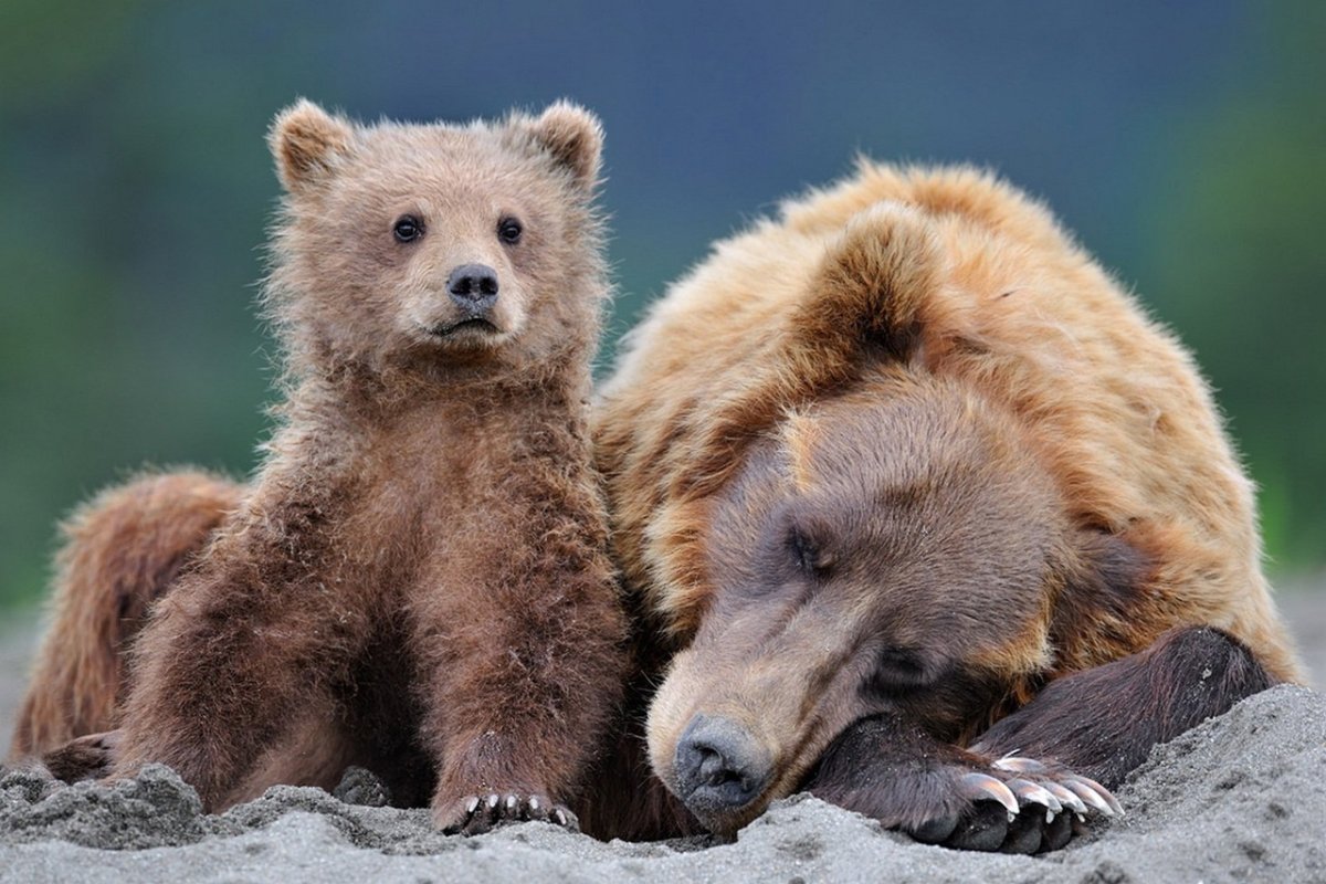 Медведь Пестун