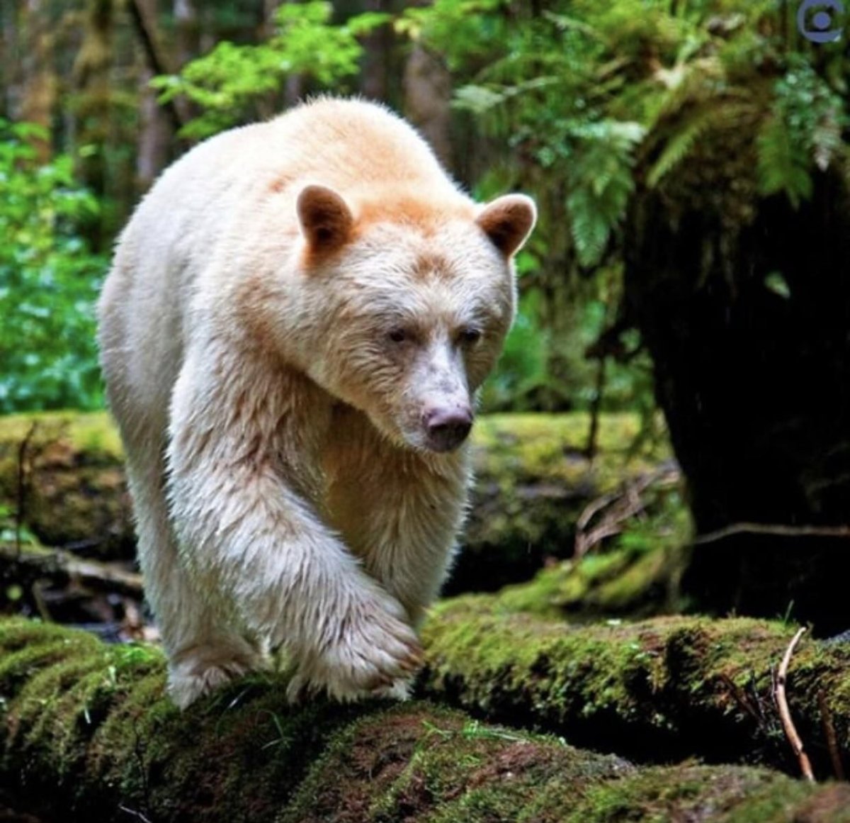 Кермодский бурый медведь