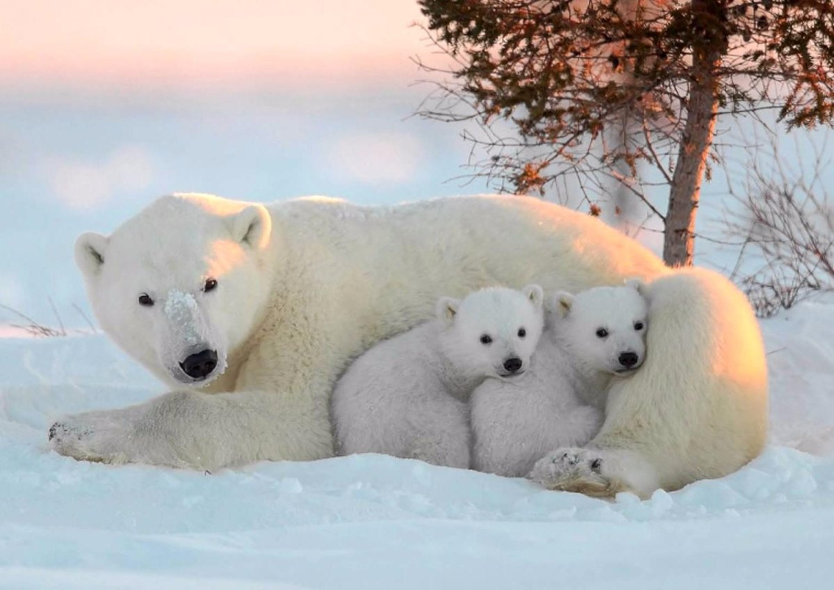 Музыка для белых медвежат