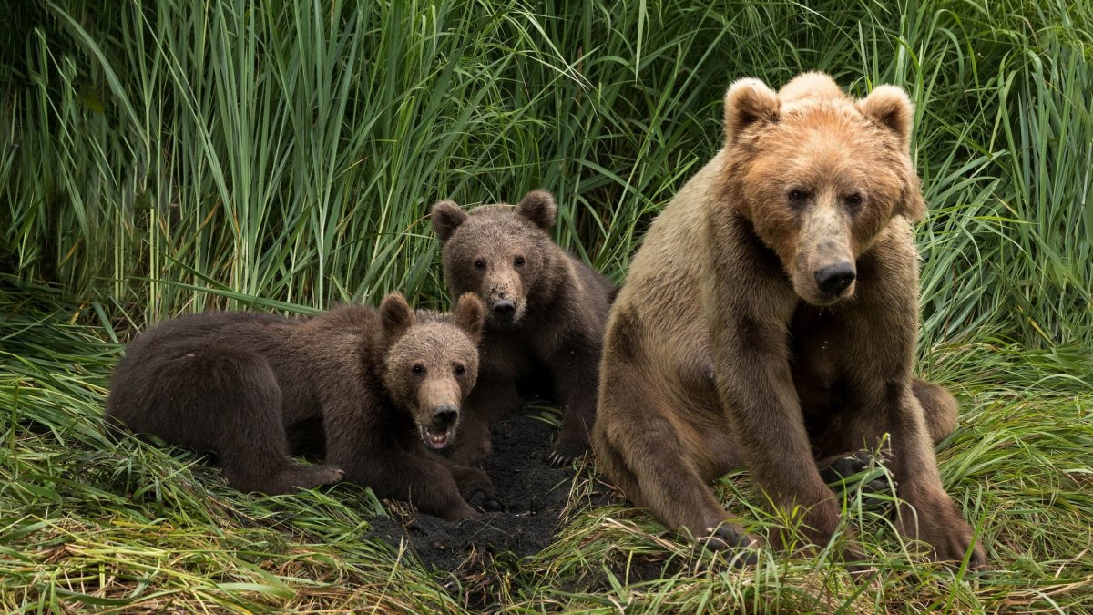 Бурый медведь для детей