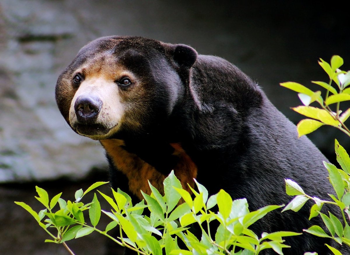 Медведи в Африке