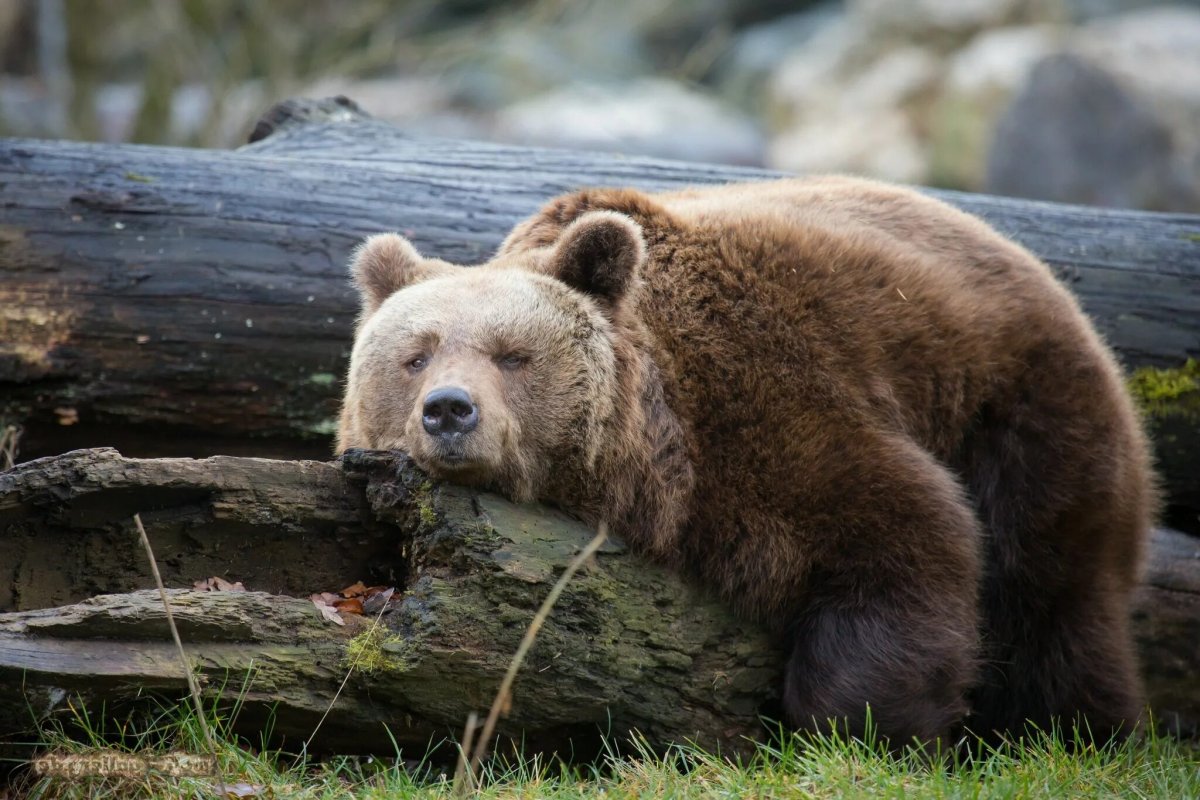 Апеннинский бурый медведь