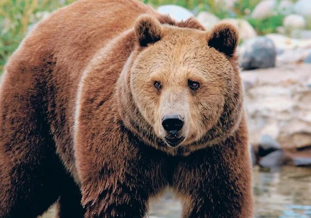 Уссурийский бурый медведь