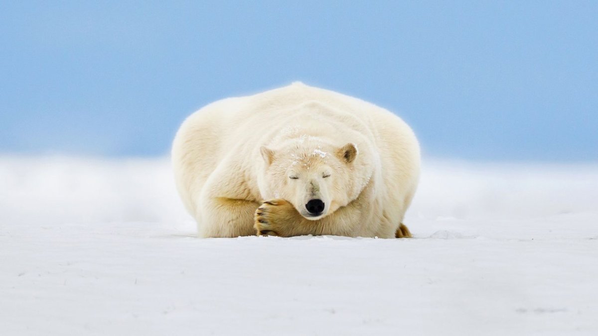 Образ жизни белого медведя