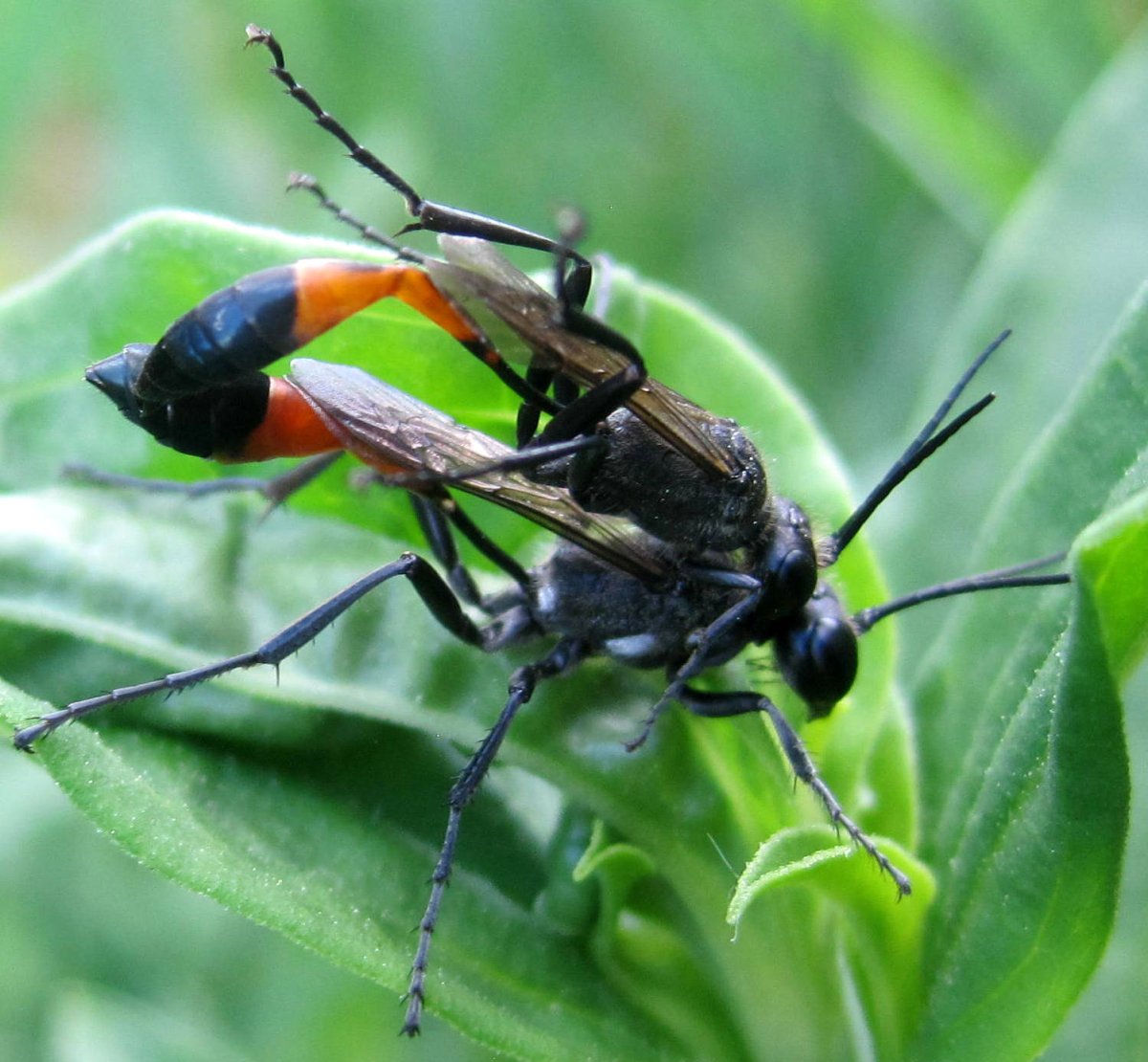 Насекомые россии