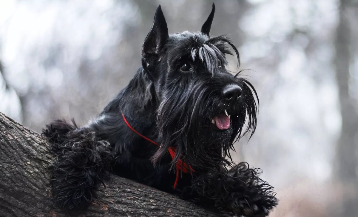 Шнауцер Ризеншнауцер