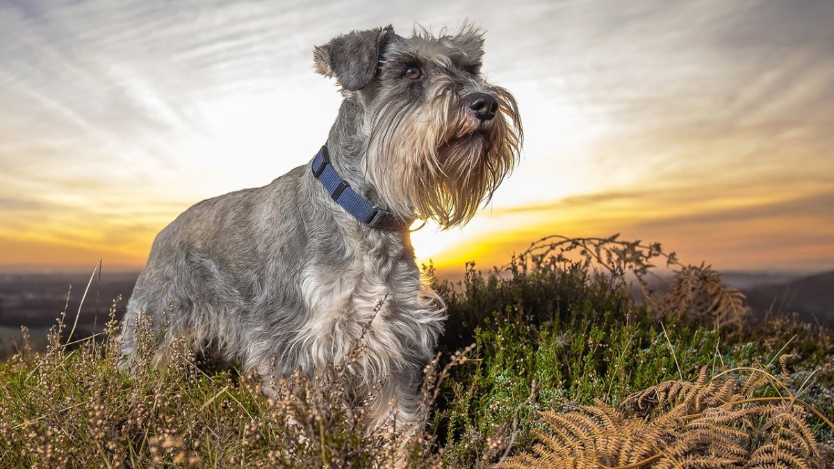 Цвейг шнауцер порода собак