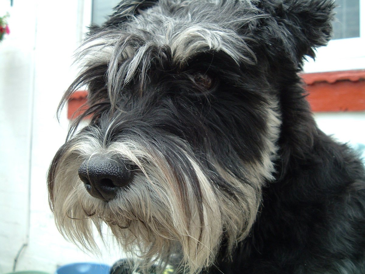 Цвергшнауцер белый