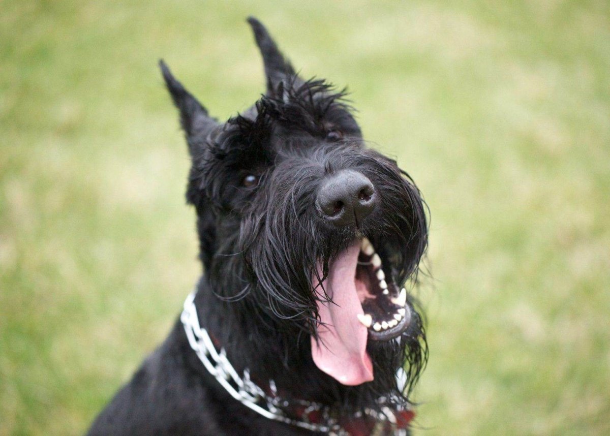 Тибетский терьер волкодав