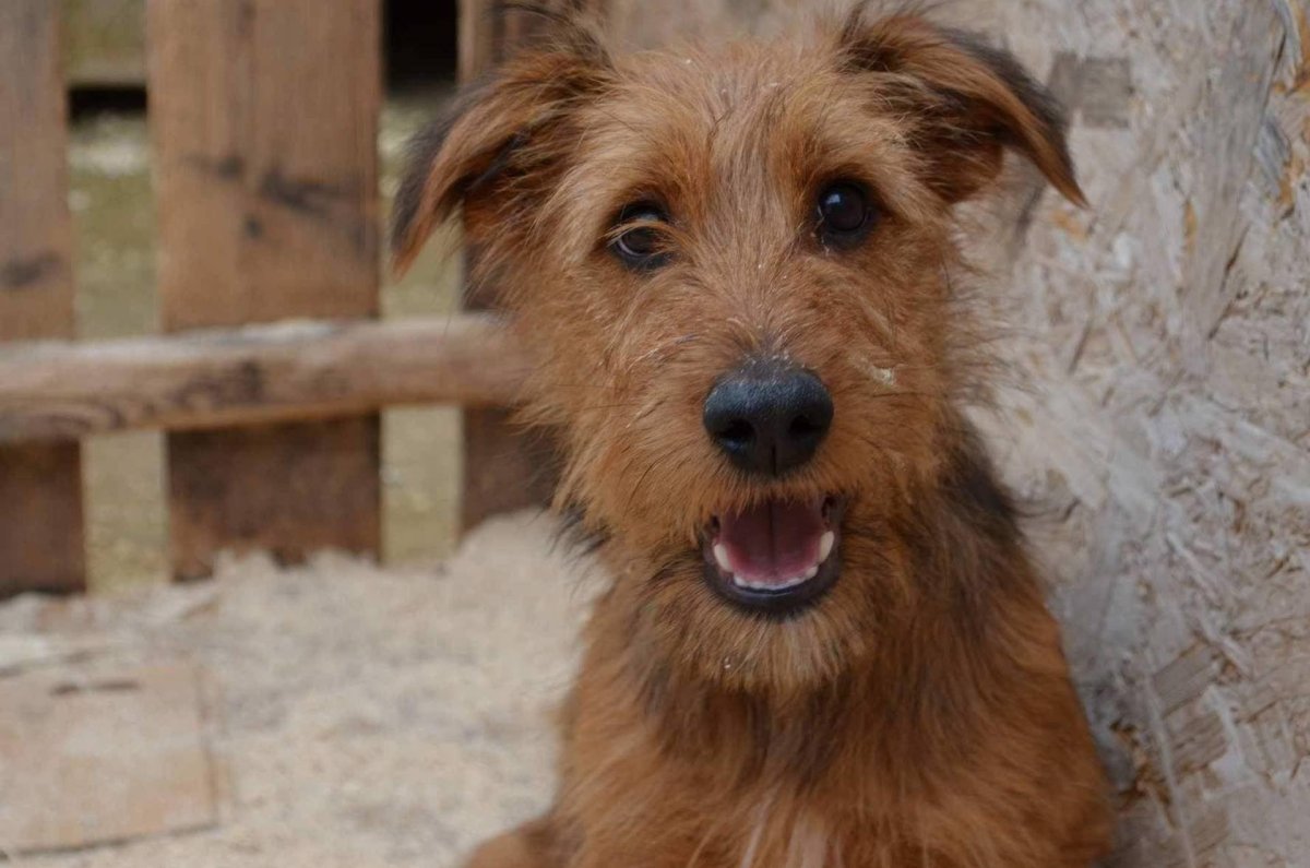 Ризер шнауцер