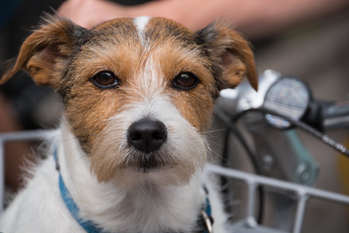 Терьер Миттельшнауцер