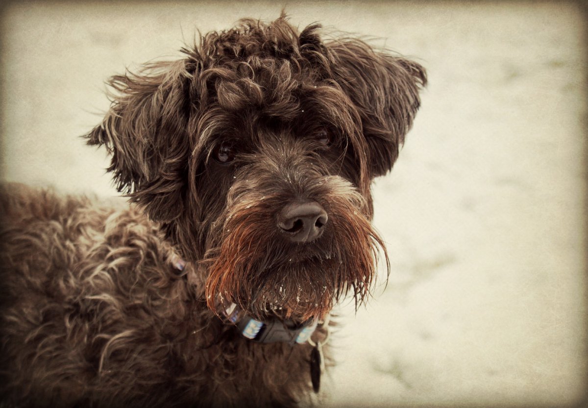 Порода Эрдельтерьер