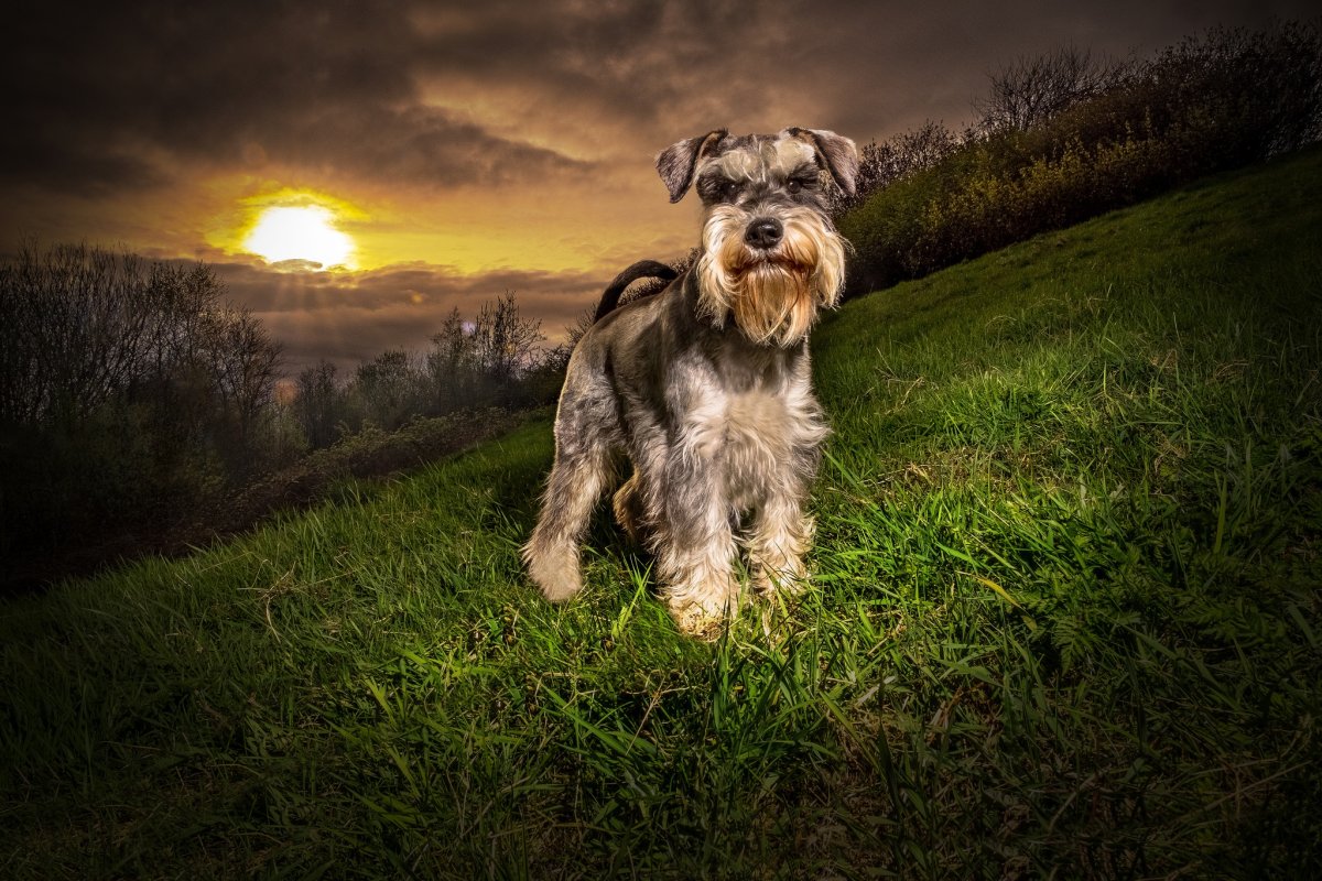 Порт Ширский терьер обои