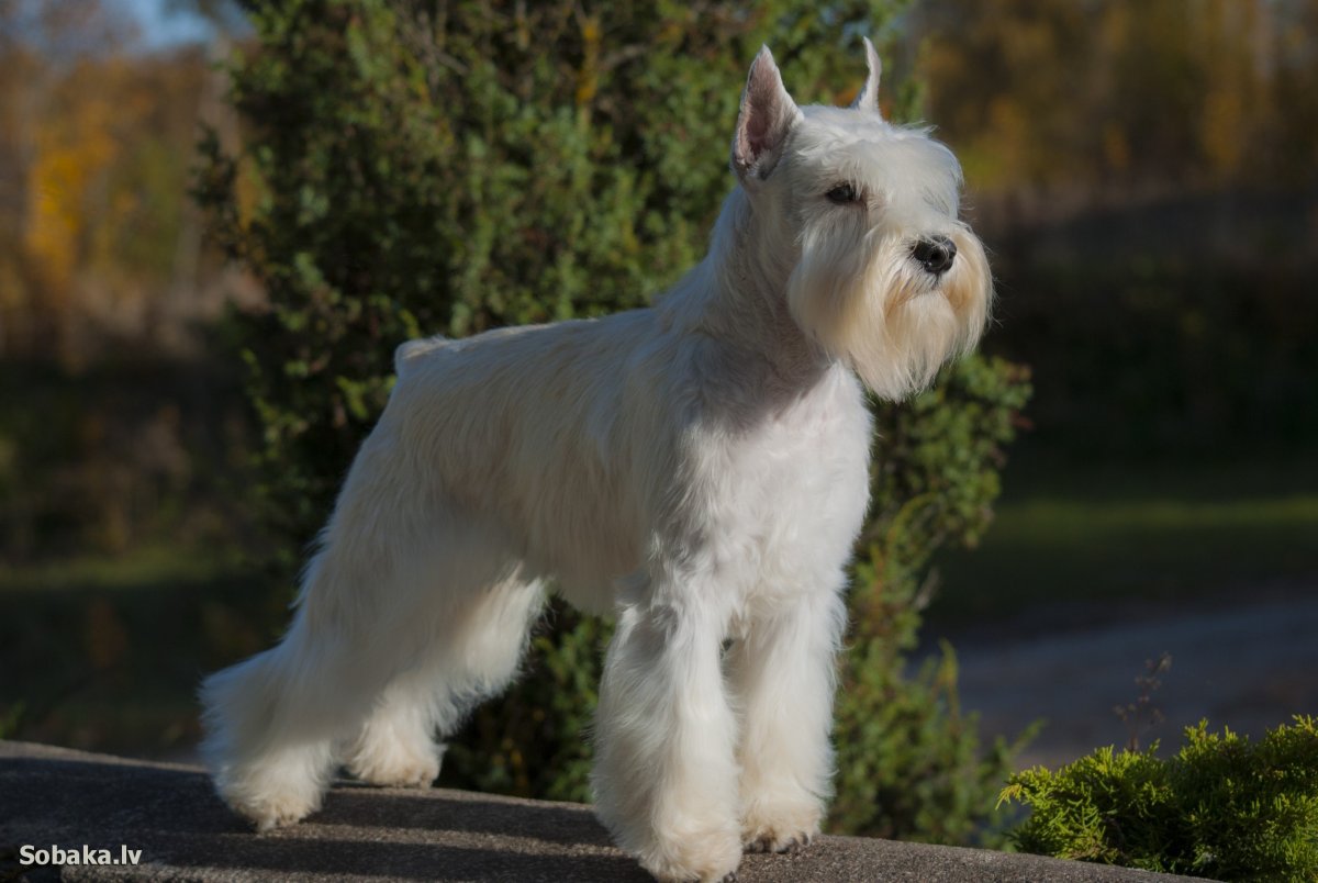 Шнауцер терьер черный