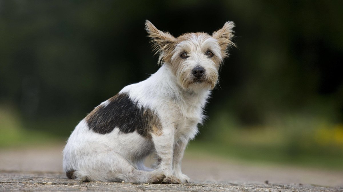 Бушланд терьер