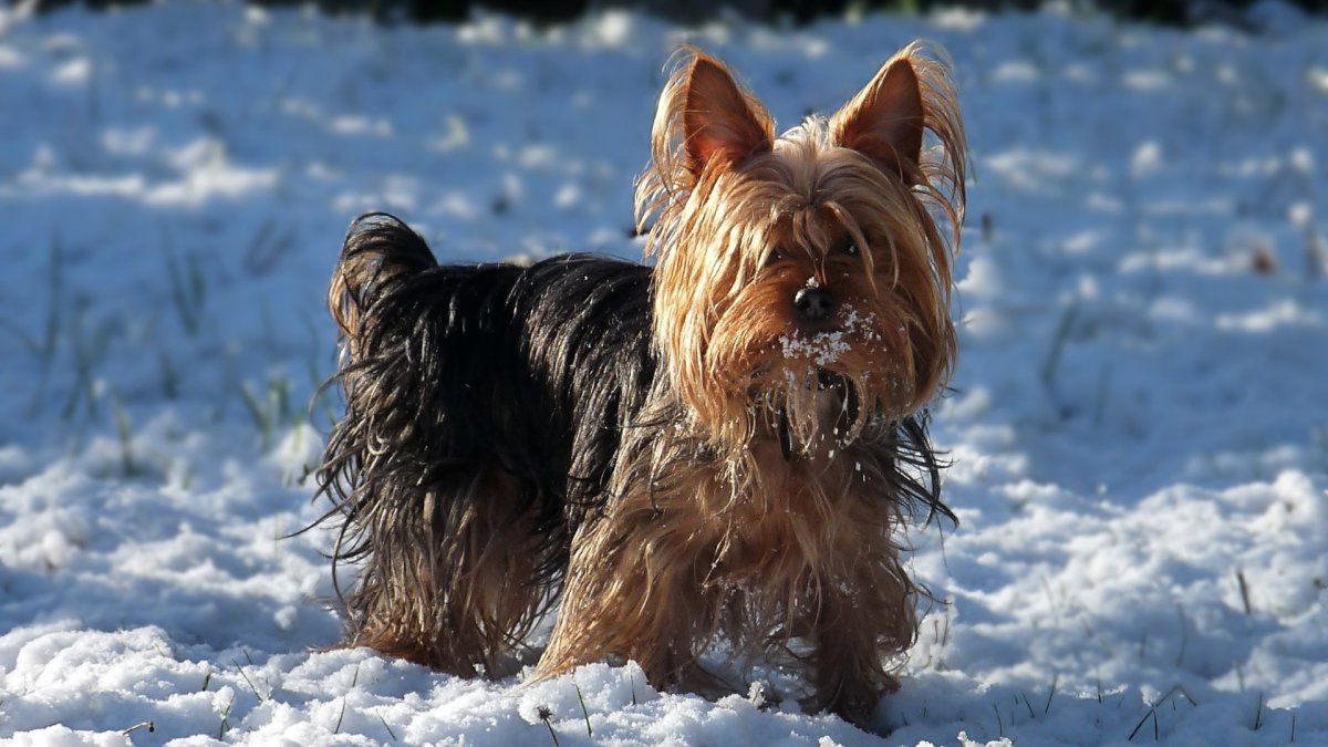 Порода собак Ризеншнауцер