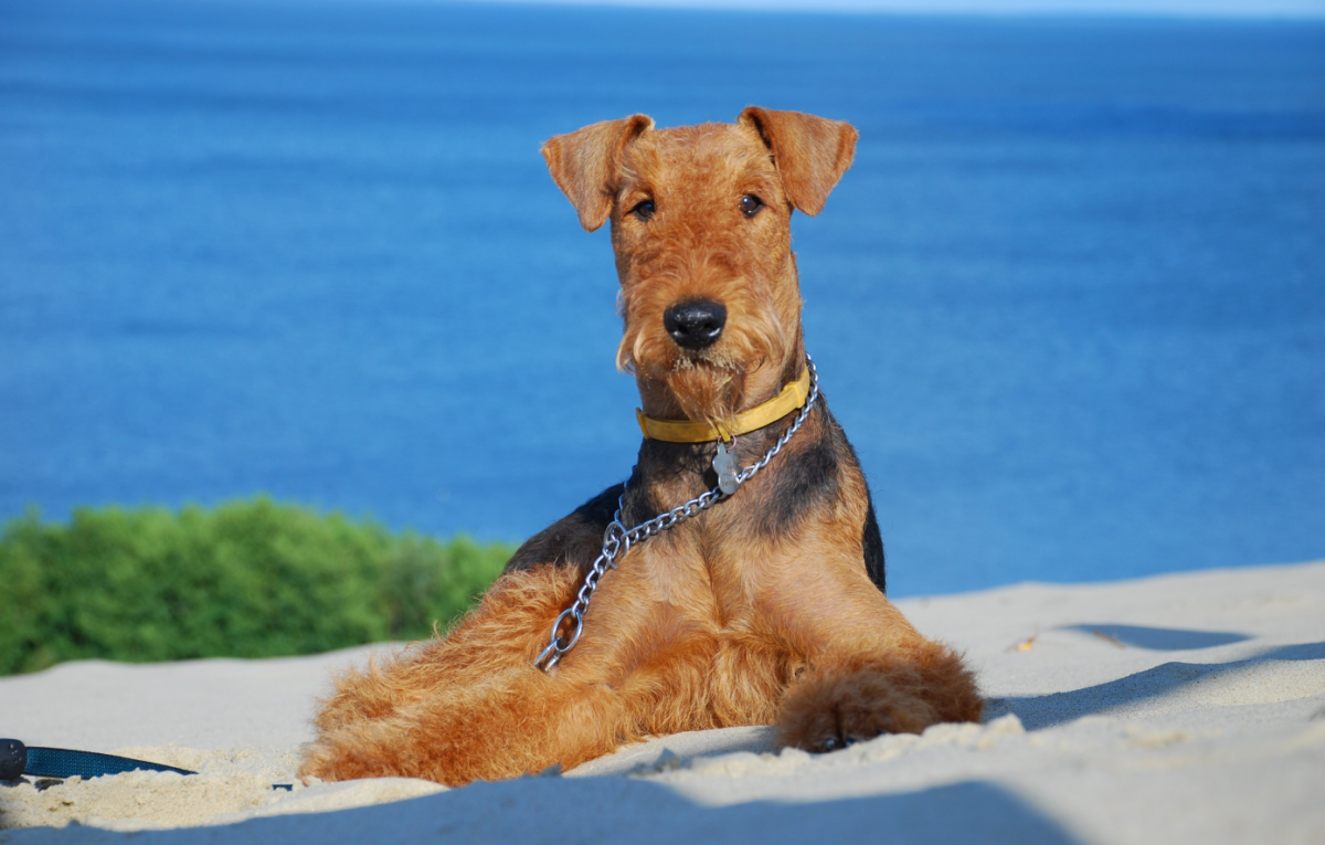 Скотч терьер