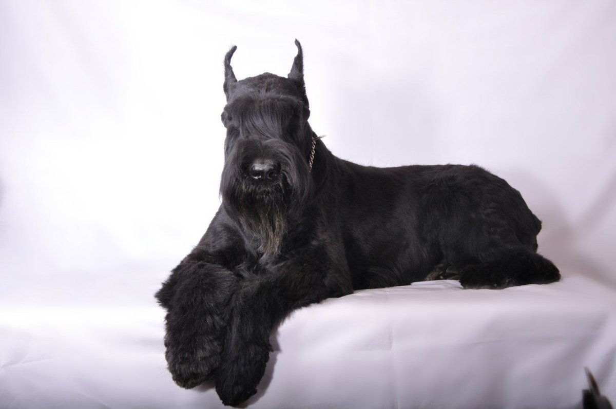 Чешский богемский терьер