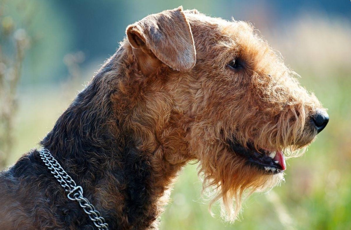 Ризеншнауцер Миттельшнауцер Цвергшнауцер