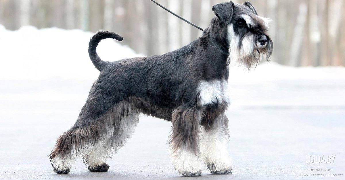 Парсон Рассел терьер пастор