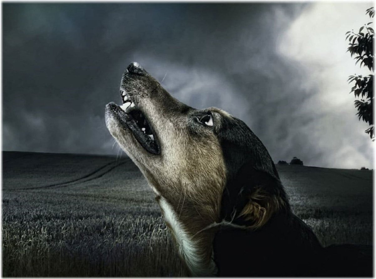 Карикатура собака воет