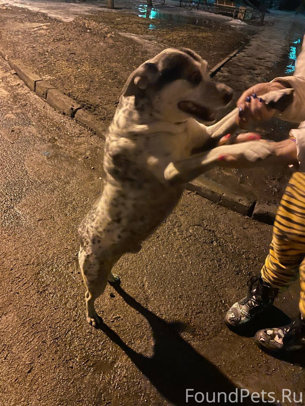 Собака скулит