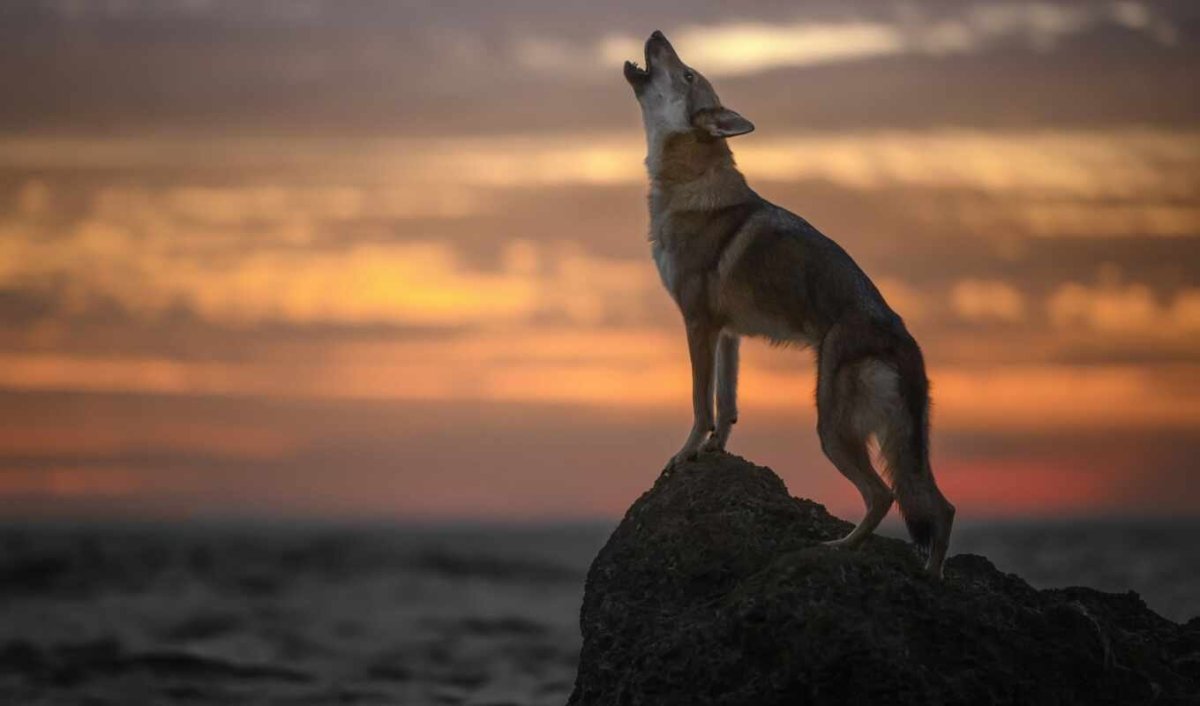 Волк на скале