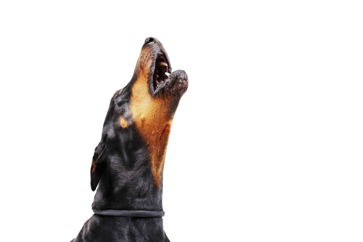 Доберман воет