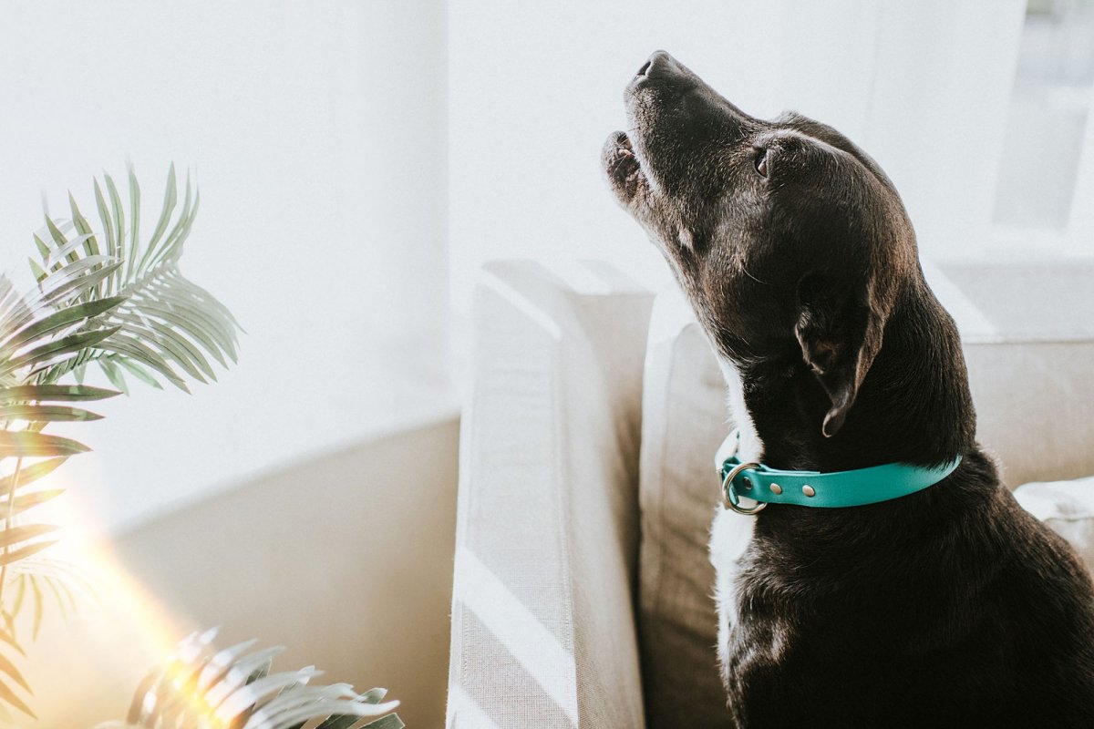 Лабрадор лает