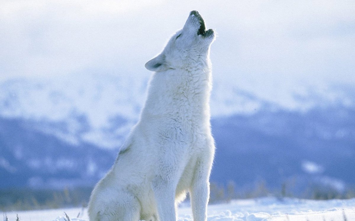 Хитрая собака