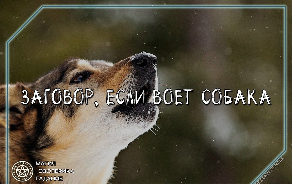 Сторожевая собака на цепи