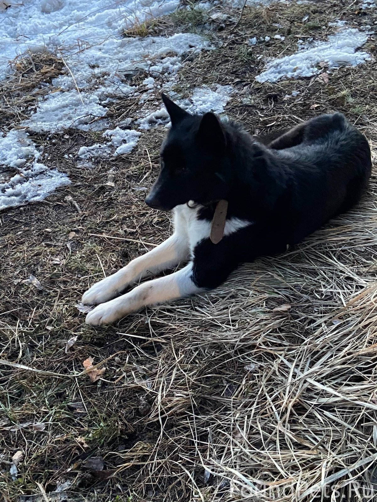 Сибирский хаски лающий