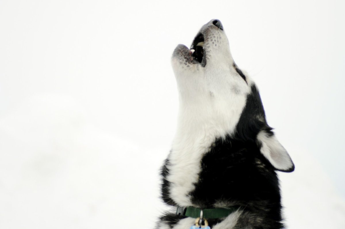 Грустный волк