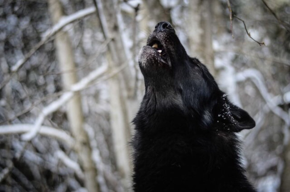 Собака воет