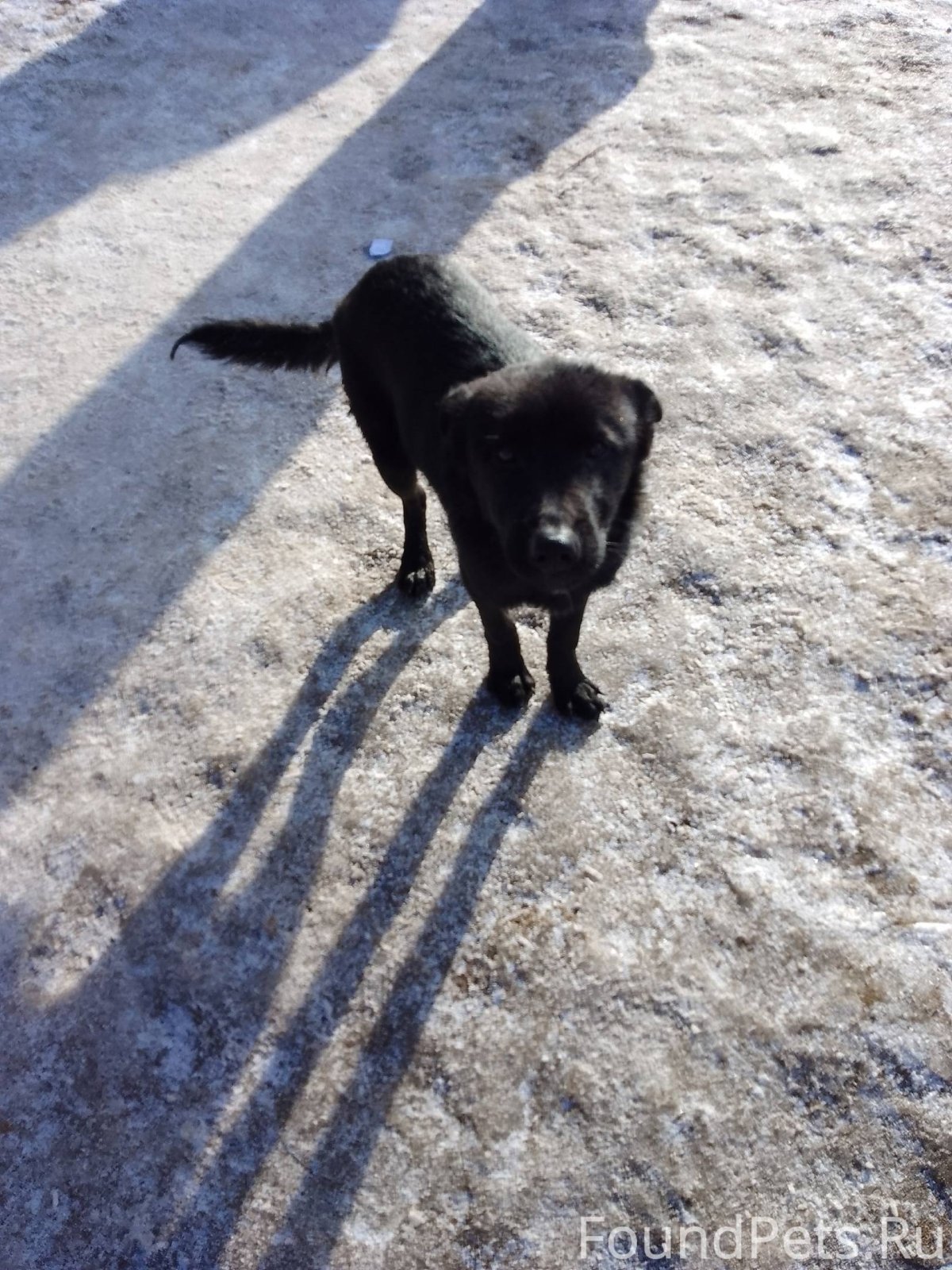 Хаски воет в квартире