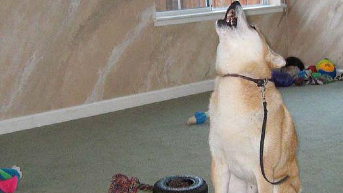 Собака воет