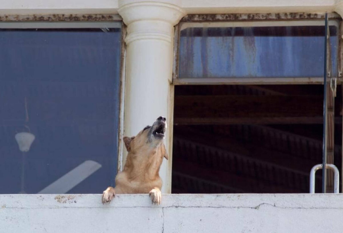 Иллюстрация Воющая собака