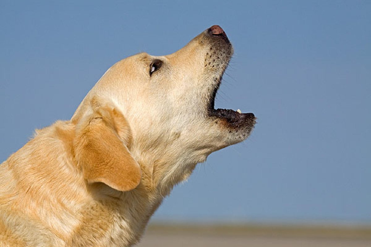 Собака сидит и воет