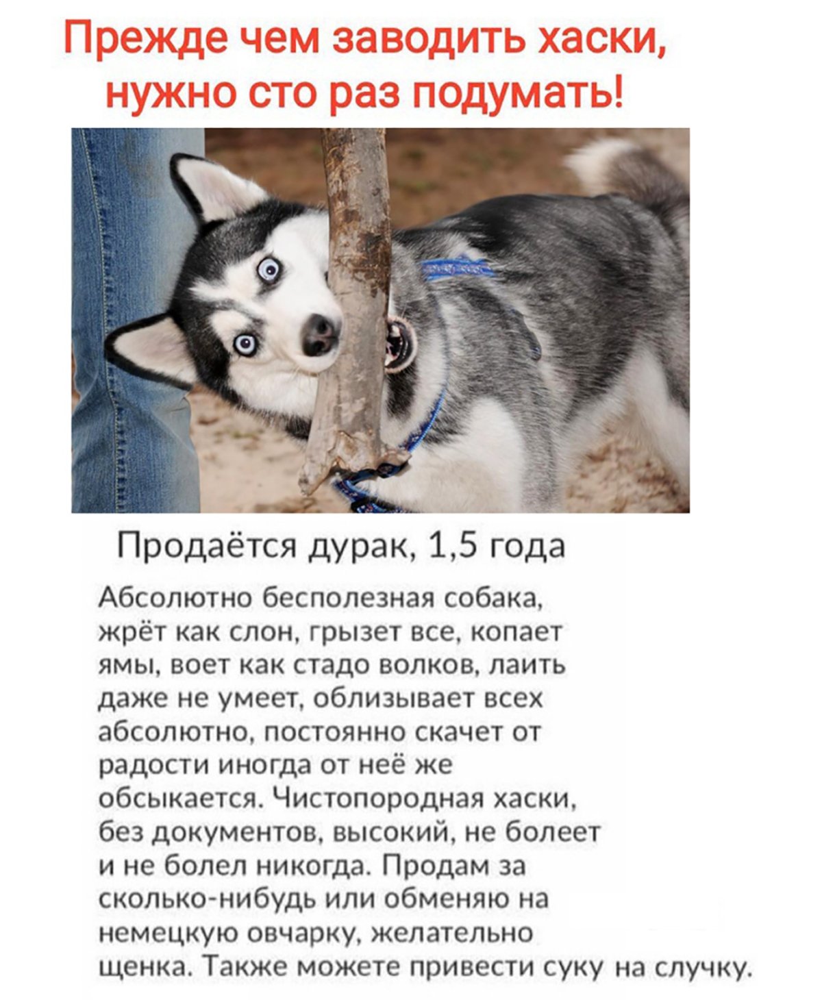 Анимированный волк