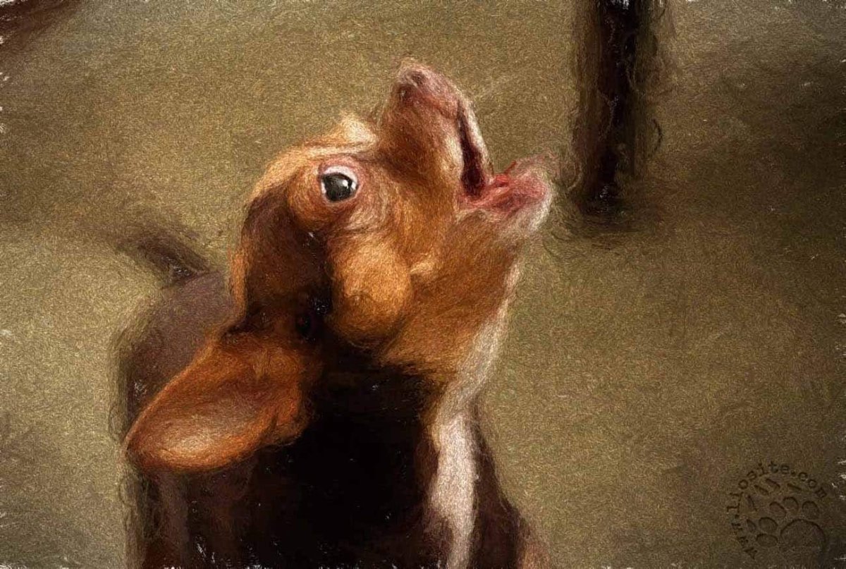 Собаки воют лайки